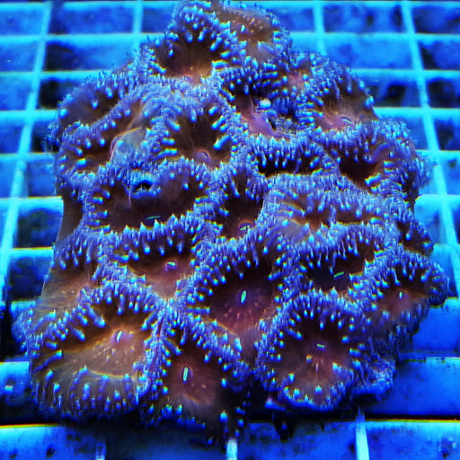 Pet Store «Zoo Pet Center», reviews and photos, 828 Washington St