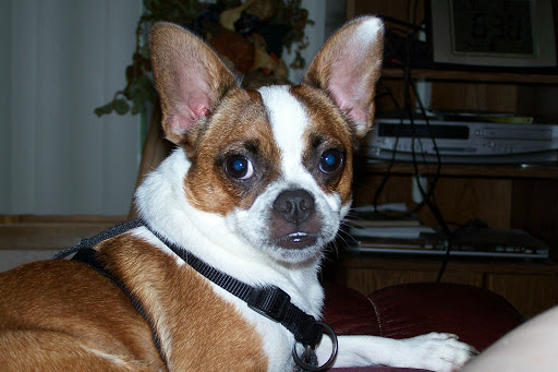 Roland Veterinary Clinic image