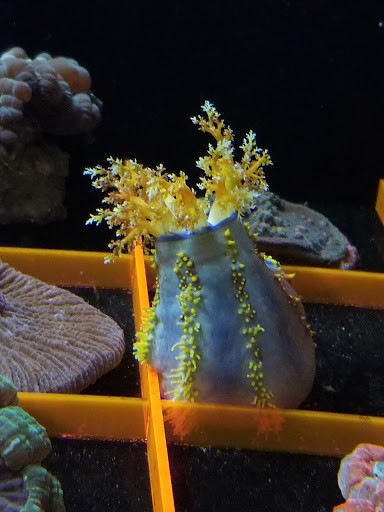 Pet Store «Hooked On Fish And Corals», reviews and photos, 2576 W 84th St, Hialeah, FL 33016, USA