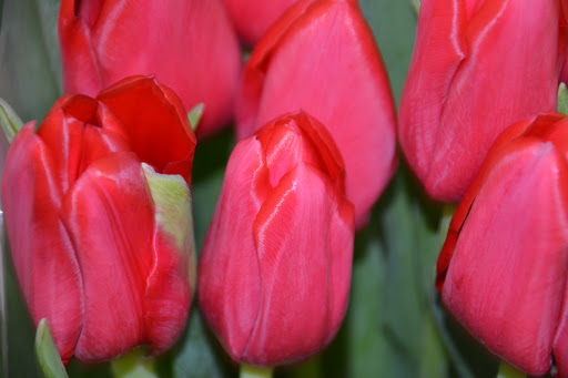 Florist «Sunnyside Florist of Kenosha», reviews and photos, 3021 75th St, Kenosha, WI 53142, USA