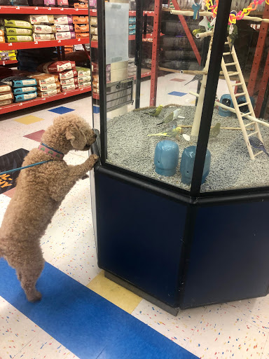 Pet Supply Store «Petco Animal Supplies», reviews and photos, 304 Western Ave, Brighton, MA 02135, USA