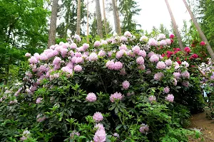 Rhododendrongarten image