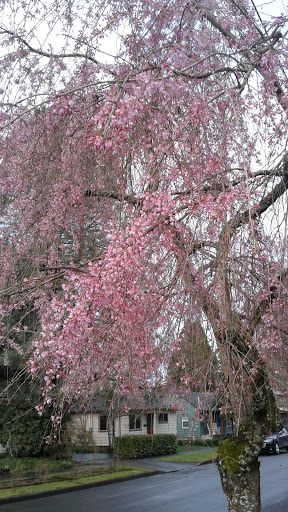 Park «Bagley Park», reviews and photos, 201 NE Jackson St, Hillsboro, OR 97124, USA