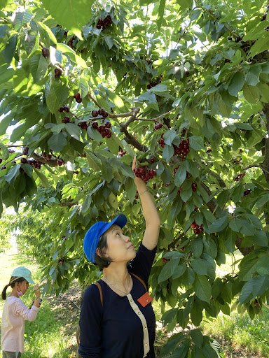 Produce Market «Washington Fruit Place At Barrett Orchards», reviews and photos, 1209 Pecks Canyon Rd, Yakima, WA 98908, USA