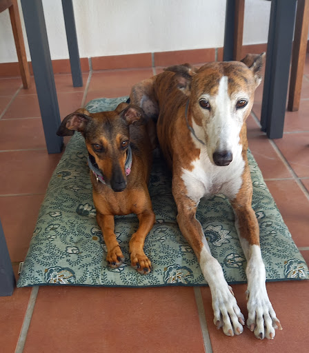 Veterinary Polyclinic Zoocenter en Torrevieja