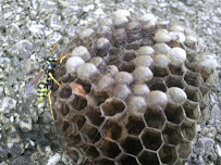 Kirchner Brothers Pest Control - Photo 4 - Car repair in Lancaster, PA, Lancaster