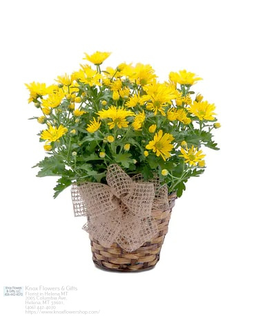 Florist «Knox Flowers & Gifts», reviews and photos, 2005 Columbia Ave, Helena, MT 59601, USA