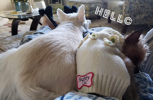 Pet Supply Store «Pet Supplies Plus», reviews and photos, 9500 Dorchester Rd #350, Summerville, SC 29485, USA