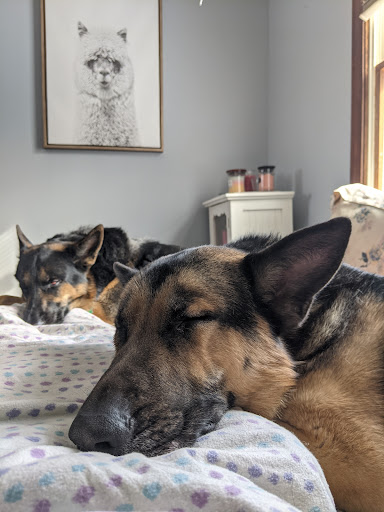 Pet Supply Store «Petco Animal Supplies», reviews and photos, 415 E University Dr, Granger, IN 46530, USA