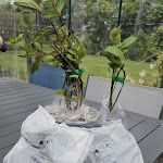 Photo n° 2 de l'avis de Maxime.a fait le 14/06/2024 à 14:55 pour Jardinerie Jacques Briant à Verrières-en-Anjou