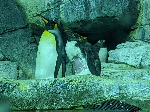 Aquarium «Newport Aquarium», reviews and photos, 1 Aquarium Way, Newport, KY 41071, USA