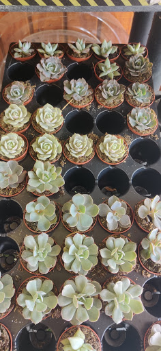 Plant Nursery «Lukas Nursery & Butterfly Encounter», reviews and photos, 1909 Slavia Rd, Oviedo, FL 32765, USA