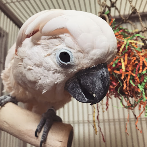 Bird Shop «Paterson Bird Store», reviews and photos, 13 Furler St # 1, Totowa, NJ 07512, USA