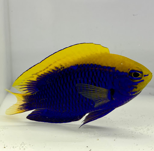 Tropical Fish Store «New York Reef Aquatic», reviews and photos, 45-62 162nd St, Flushing, NY 11358, USA