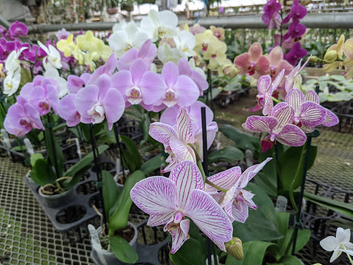 Florist «Little Brook Orchids», reviews and photos, 25 Rider Ave, Lancaster, PA 17603, USA