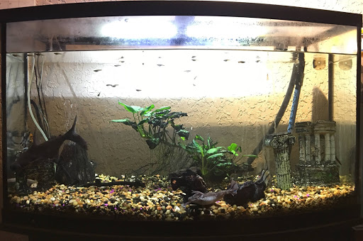 Pet Supply Store «Petco Animal Supplies», reviews and photos, 921 Harley Strickland Blvd, Orange City, FL 32763, USA