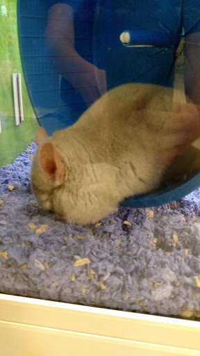 Pet Supply Store «PetSmart», reviews and photos, 30 Malphrus Rd, Bluffton, SC 29910, USA