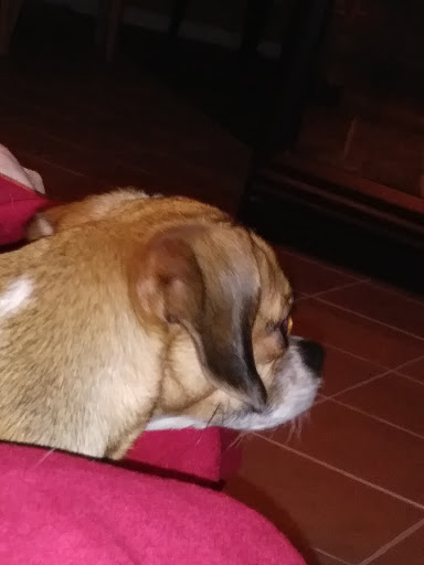 Pet Store «Something Fishy Pets», reviews and photos, 29 Towne Centre Ln, Fox Lake, IL 60020, USA