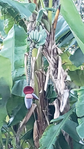 Miniature Golf Course «Congo River Golf», reviews and photos, 20060 US-19, Clearwater, FL 33764, USA