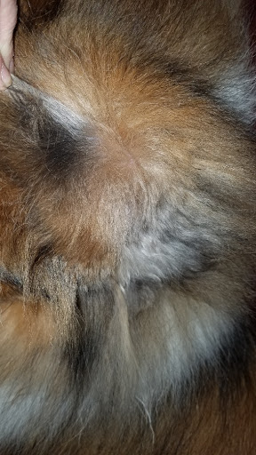 Pet Supply Store «PetSmart», reviews and photos, 479 River Hill Dr, Ashland, KY 41101, USA