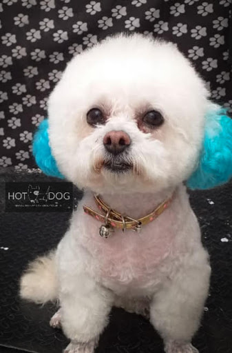 hot dog groom spa vet & can boutique