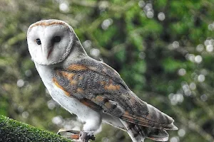 Owl & Bird of Prey Sanctuary image