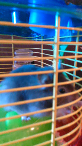 Pet Supply Store «PetSmart», reviews and photos, 650 Elsinger Blvd, Conway, AR 72032, USA