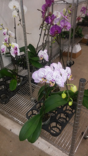 Florist «Portland Flower Market», reviews and photos, 3624 N Leverman St, Portland, OR 97217, USA