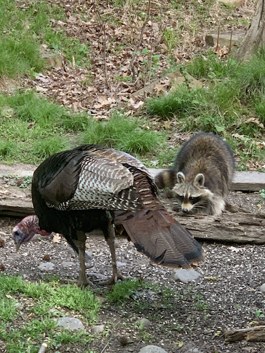 Nature Preserve «Greenbrook Nature Sanctuary», reviews and photos, Green Brook Rd, Tenafly, NJ 07670, USA