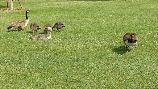 Golf Course «Wilson Road Golf Course», reviews and photos, 1900 N Wilson Rd, Columbus, OH 43228, USA