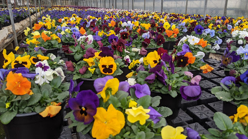 Friedhoff Florist & Greenhouse, 700 Anderson Ferry Rd, Cincinnati, OH 45238, USA, 