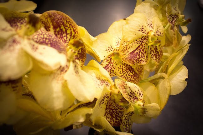Rezensionen über Fleurs & Elégance sàrl in Genf - Blumengeschäft