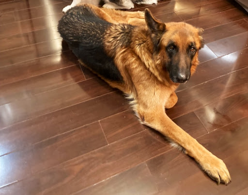 Pet Supply Store «Pet Supplies Plus», reviews and photos, 720 E Ogden Ave, Naperville, IL 60563, USA