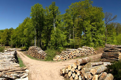 ALLIANCE Forêts Bois à Sées