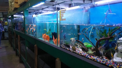 VKM Enterprise Aquarium Fish Shop