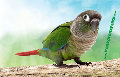 Parrotdise Perch
