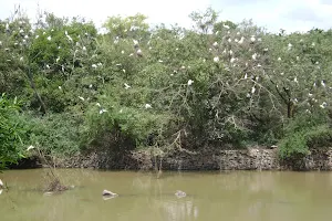 Mandagadde Bird Sanctuary image