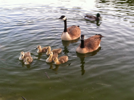 Golf Course «Rhodes Ranch Golf Club», reviews and photos, 20 E Rhodes Ranch Pkwy, Las Vegas, NV 89148, USA