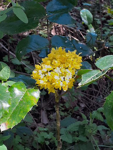 Natural History Museum «Rice Northwest Museum of Rocks & Minerals», reviews and photos, 26385 NW Groveland Dr, Hillsboro, OR 97124, USA