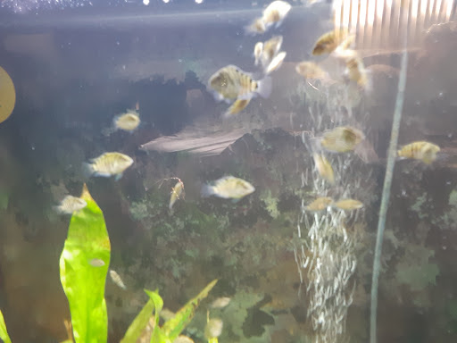 Pet Store «34 Pet Shop», reviews and photos, 3434 W Slauson Ave, Los Angeles, CA 90043, USA