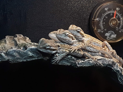 Pet Supply Store «PetSmart», reviews and photos, 3335 Cobb Pkwy NW #400, Acworth, GA 30101, USA