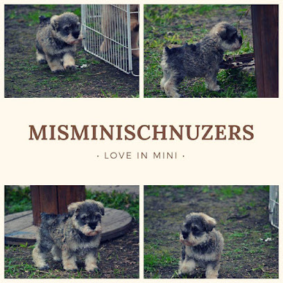 Cachorros MisMiniSchnauzers