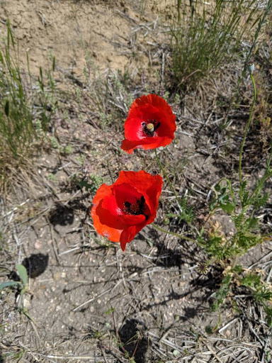 Wildlife Park «Willow Spring Open Space», reviews and photos, 7100 S Holly St, Centennial, CO 80112, USA