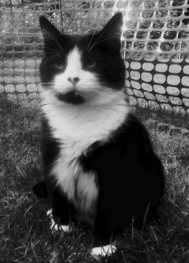 Pet Supply Store «Pet Supplies Plus», reviews and photos, 955 Co Rd E East #100, Vadnais Heights, MN 55127, USA