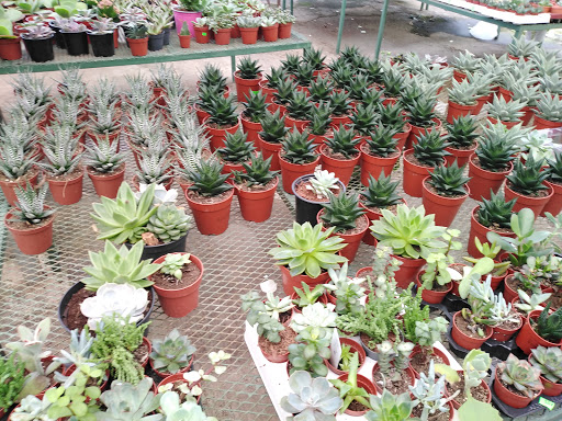 Cheap nurseries Santo Domingo