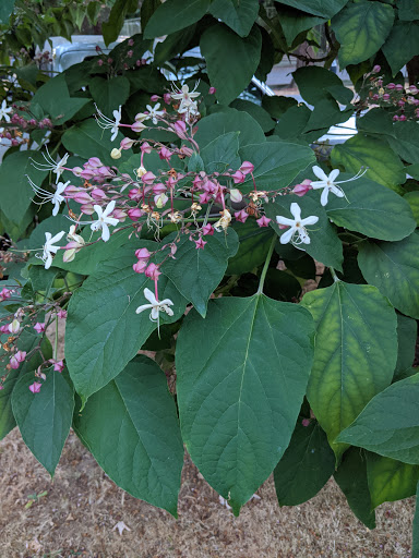 Park «Alberta Park», reviews and photos, 1905 NE Killingsworth St, Portland, OR 97211, USA