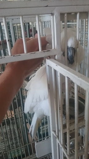 Pet Store «Louis Birds Pets & Supplies», reviews and photos, 80 Keyes St, San Jose, CA 95122, USA