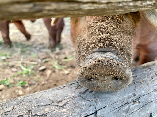 History Museum «OIiver Kelley Farm», reviews and photos, 15788 Kelly Farm Rd NW, Elk River, MN 55330, USA