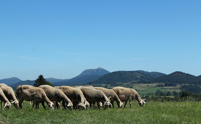 Ferme Vialette - Fromage de brebis fermier à Aurières