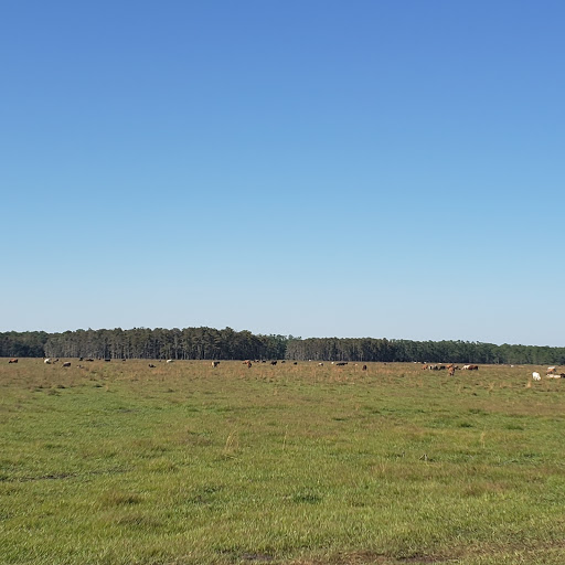 Tourist Attraction «Partin Ranch Corn Maze», reviews and photos, 5601 N Canoe Creek Rd, Kenansville, FL 34739, USA